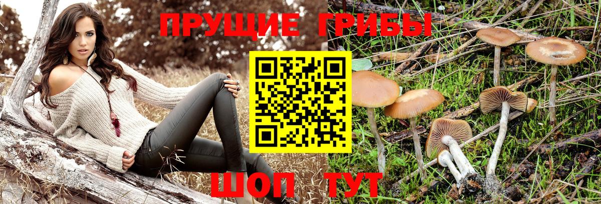 Ачхой-Мартан  Галлюциногенные грибы GOLDEN TEACHER  Псилоцибиновые грибы MAGIC MUSHROOMS  Вход с VPN 